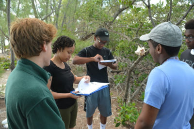 Students collect mangrove leaves and write their data in their mangrove journals.