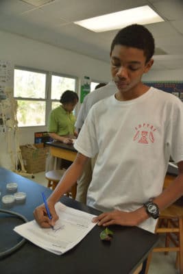 Forest Heights Academy student drawing diseased mangrove leaf.