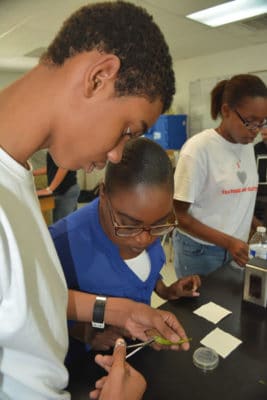 FRIENDS Outreach Officer, Cassandra Abraham assists student while he carefully cuts his two diseased leaf pieces.