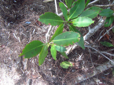 Diseased leaves exhibit brown lesions on them. Photos by Ryann Rossi.