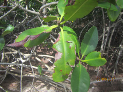 Diseased leaves exhibit brown lesions on them. Photos by Ryann Rossi.