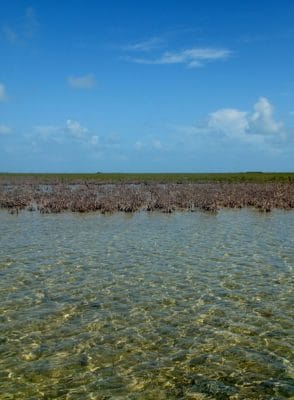 Notice the red mangrove die-off extends from these mangroves in the foreground all the way to other grove of mangroves behind it.