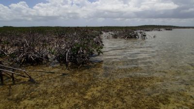 Red mangrove die-off in the Marls, which is located on Abaco, The Bahamas. Photos provided by Ryann Rossi 