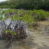 How Mangroves and Coral Reefs Are Our Allies in Tsunami Damage Mitigation