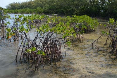 Mangrove Tannin: The Power of Healing - Living Oceans FoundationLiving ...