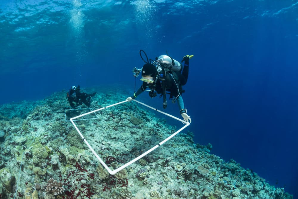 Findings From The World’s Largest Coral Reef Expedition Showcased At ...