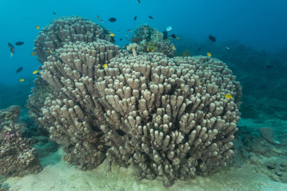 New Study on Great Barrier Reef Published - Living Oceans ...