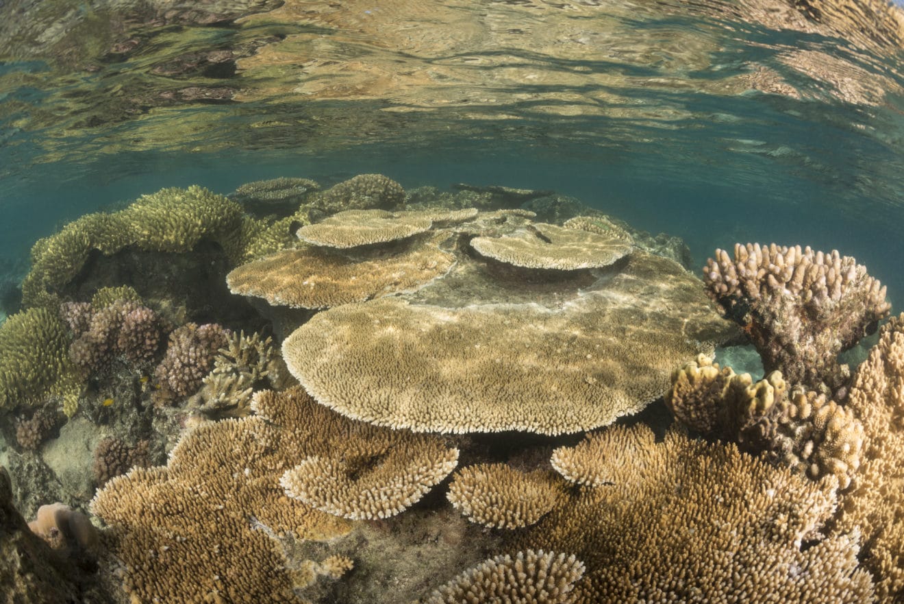 What We Learned: Marine Protected Areas Work In Conserving Coral Reefs ...