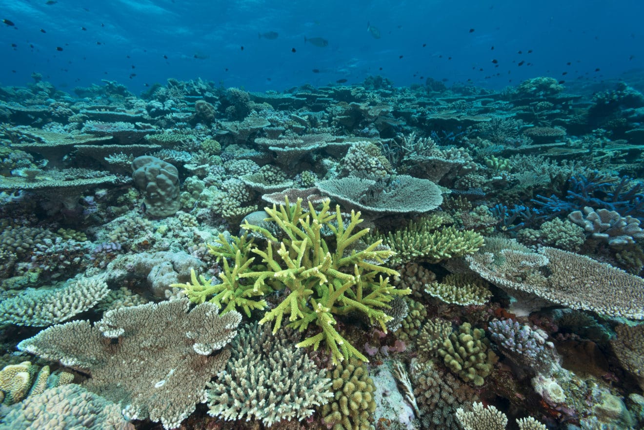 Acropora, Great barrier Reef - Living Oceans FoundationLiving Oceans ...