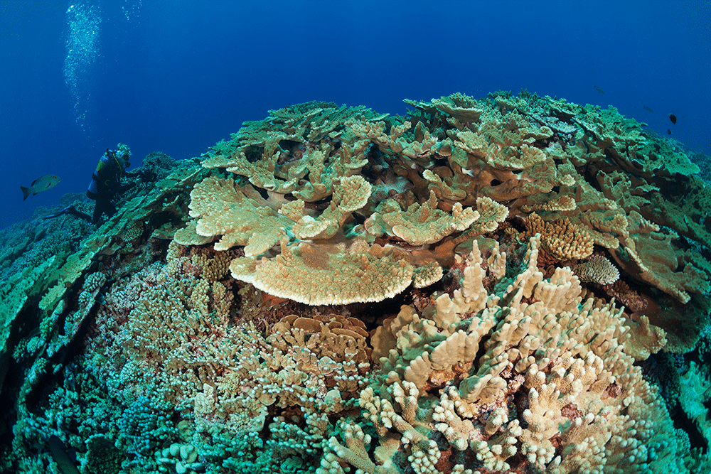 What can be done to save coral reefs? - Living Oceans