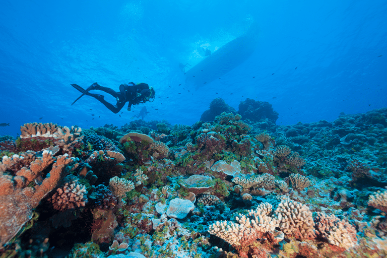 Findings From The World’s Largest Coral Reef Expedition Showcased At ...