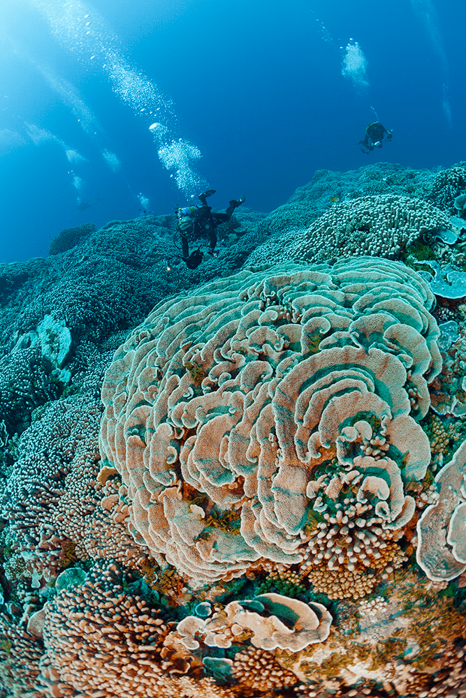 Scientists complete largest comprehensive study of French Polynesia’s ...