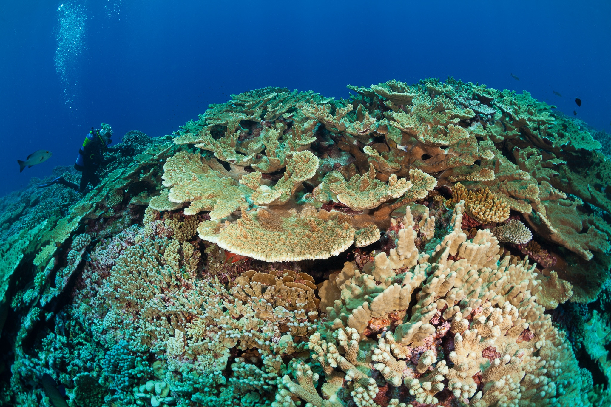 High Coral Cover in French Polynesia Offers a Glimmer of HopeLiving ...