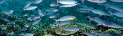 Tonga Coral Reef Fish