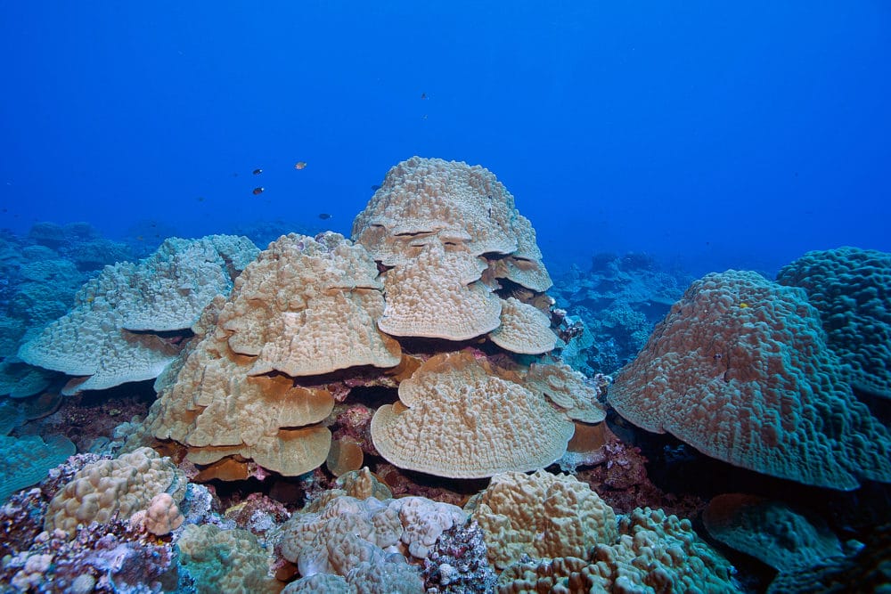 Coral Reef In The Cook Islands - Living Oceans FoundationLiving Oceans ...