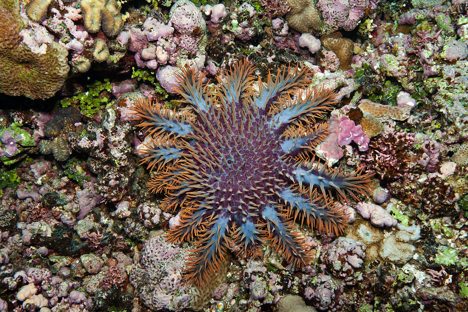 The devastating effects of a Crown-of-Thorns-Starfish outbreak - Living ...