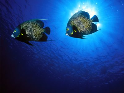 French Angelfish