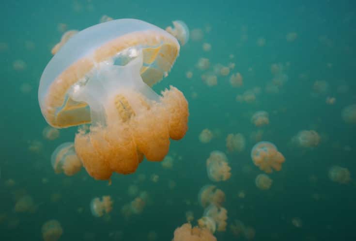 Golden jellyfish