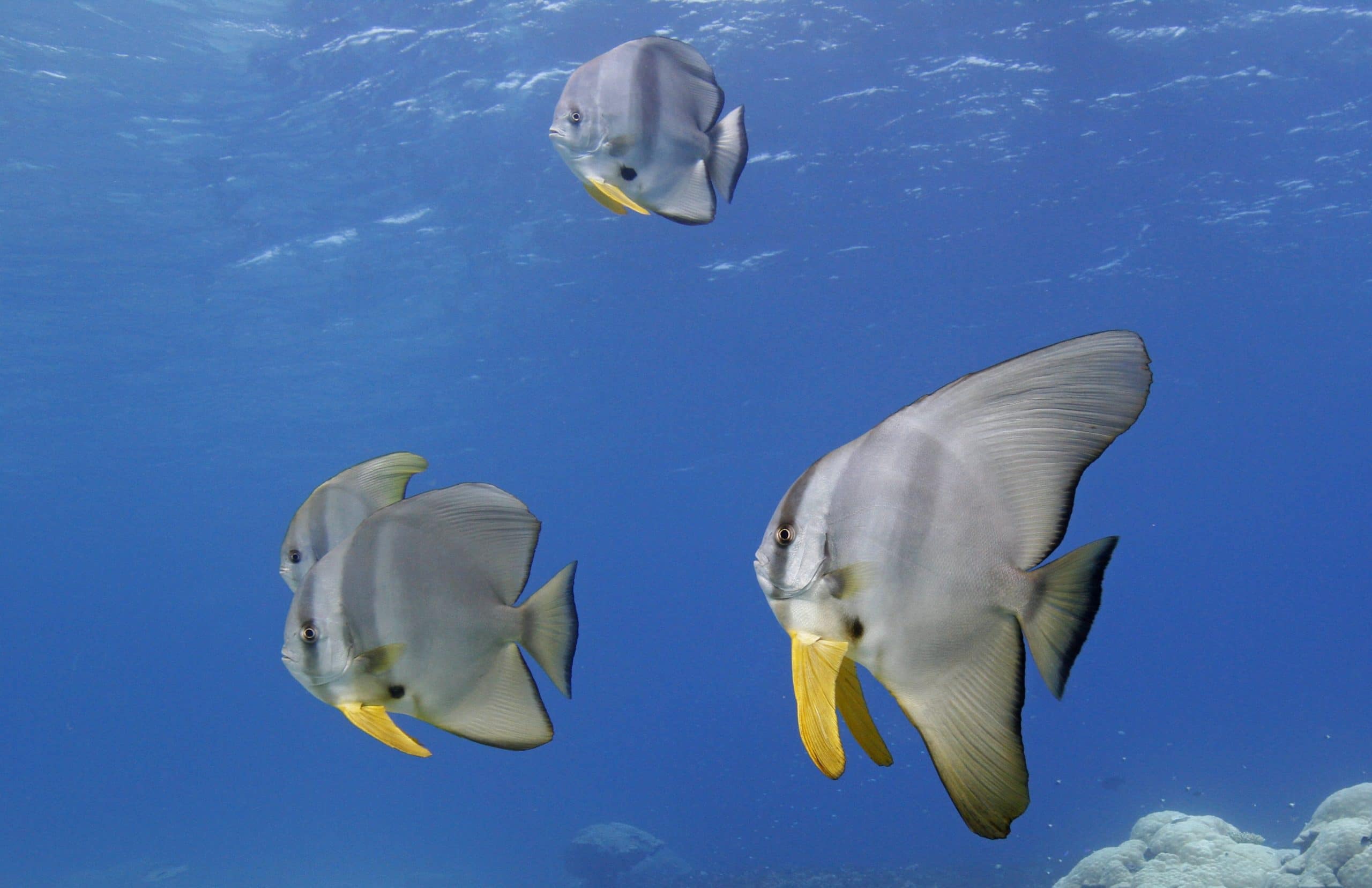 Longfin Spadefish