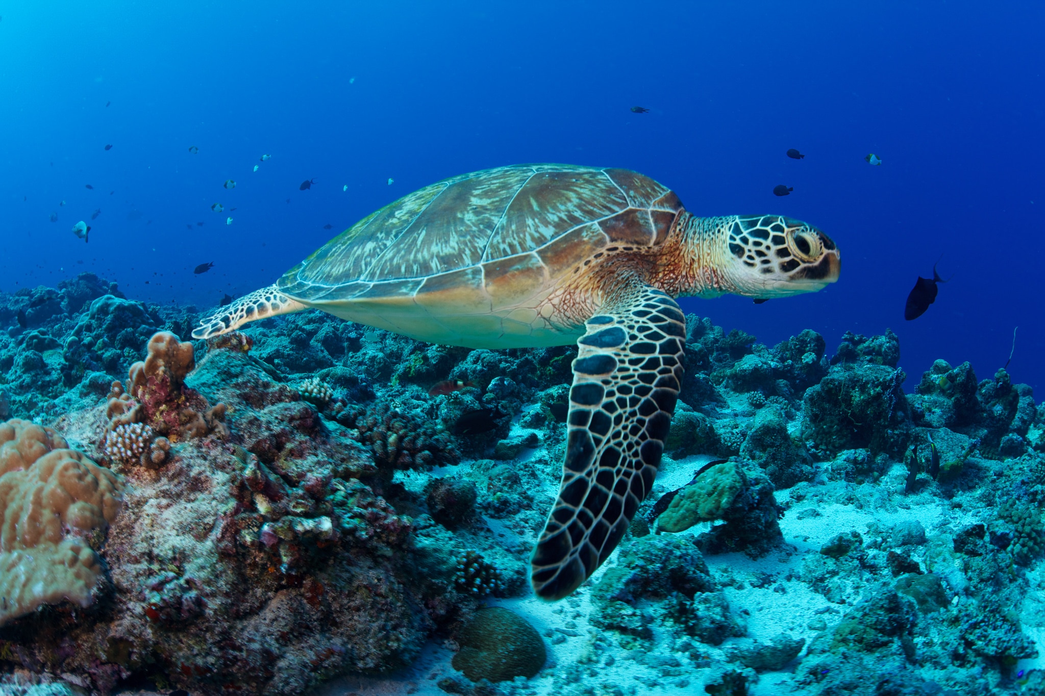 Palau's coral reefs found to have high coral cover - Living Oceans ...