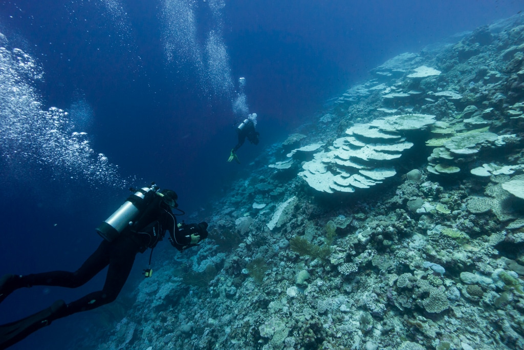 Coral Reefs: Trouble in Paradise - Living Oceans FoundationLiving ...