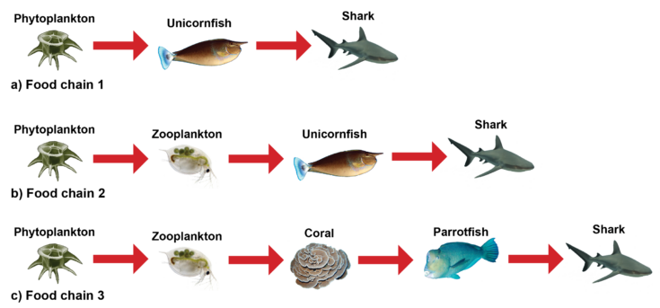 aquatic ecosystem food web
