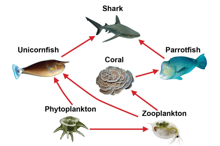 underwater food chain