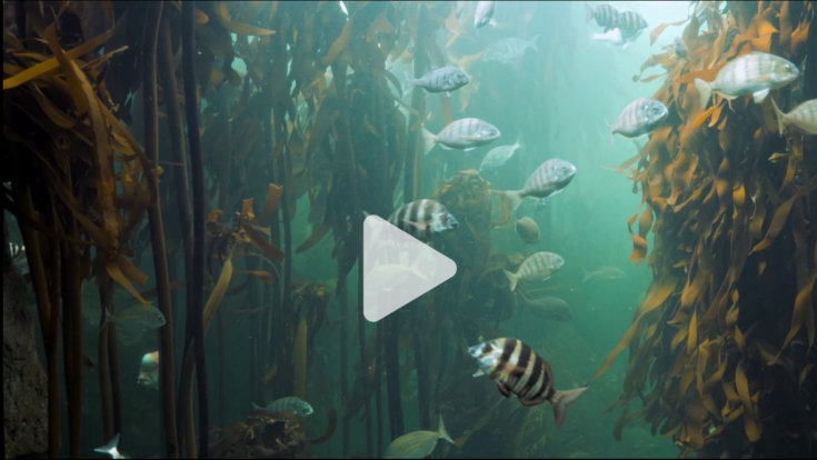 Our Living Oceans On EarthxTV - Living Oceans FoundationLiving Oceans ...