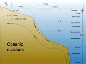 Learn About the Theme - Living Oceans FoundationLiving Oceans Foundation