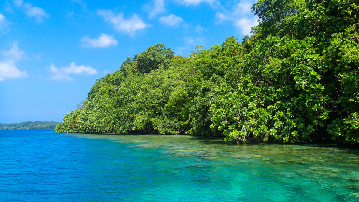 Mangroves in the Solomon Islands