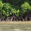 All About Mangroves: Why Do Mangroves Have Aerial Roots?