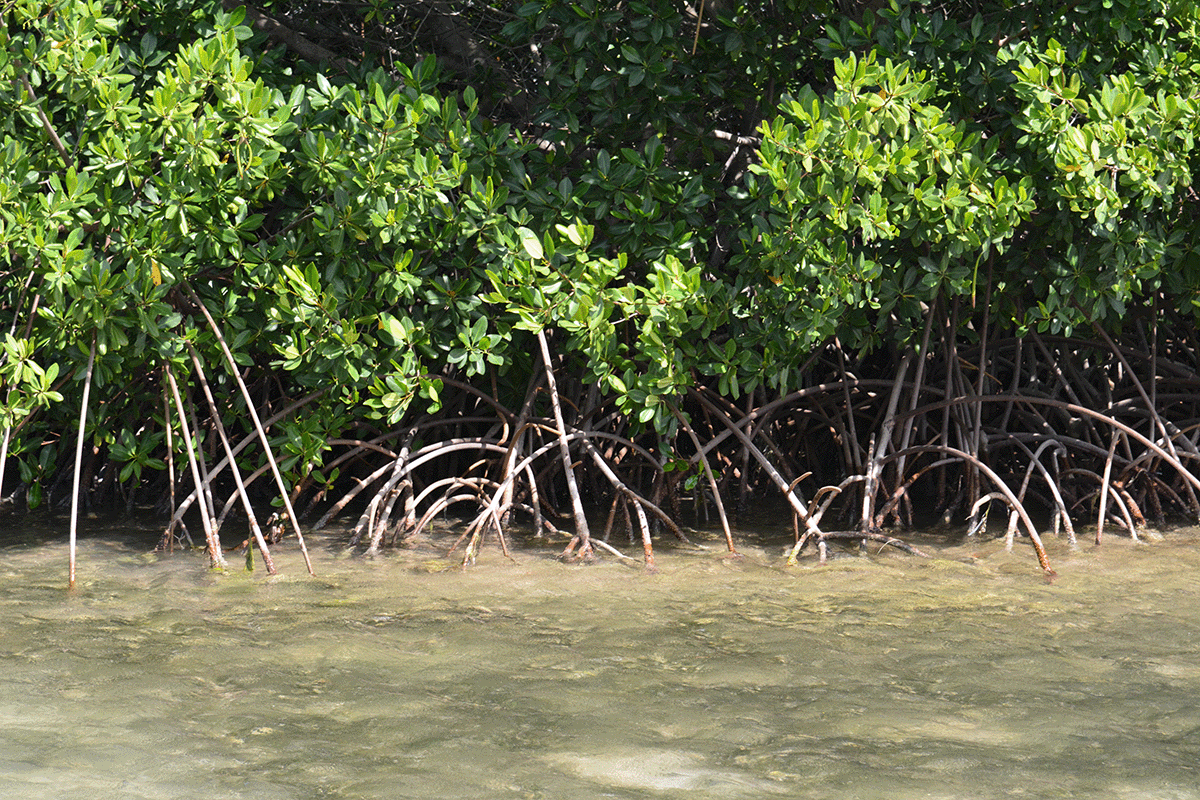 All About Mangroves: Why Do Mangroves Have Aerial Roots?